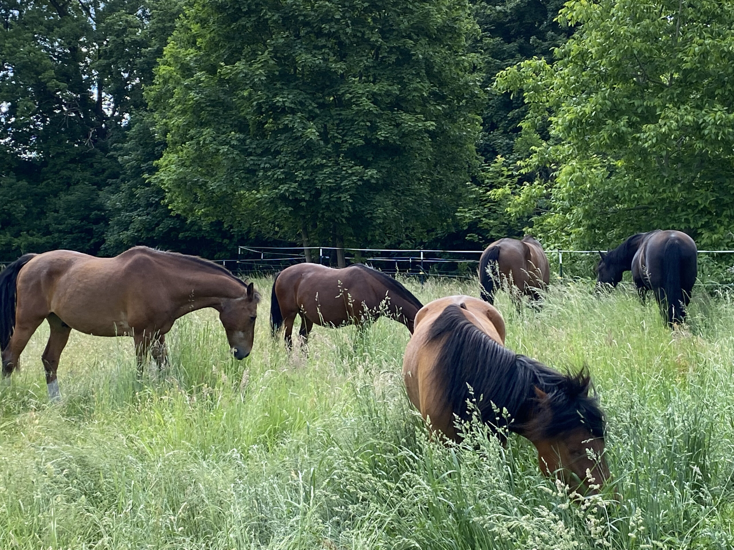 Urlaub-mit-dem-Pferd