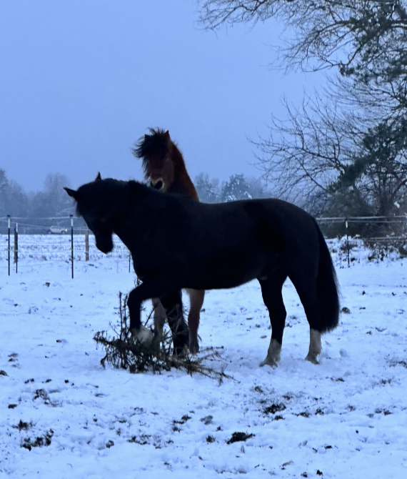 pferde-winter-reiterhof-landhof-belka-sachsen