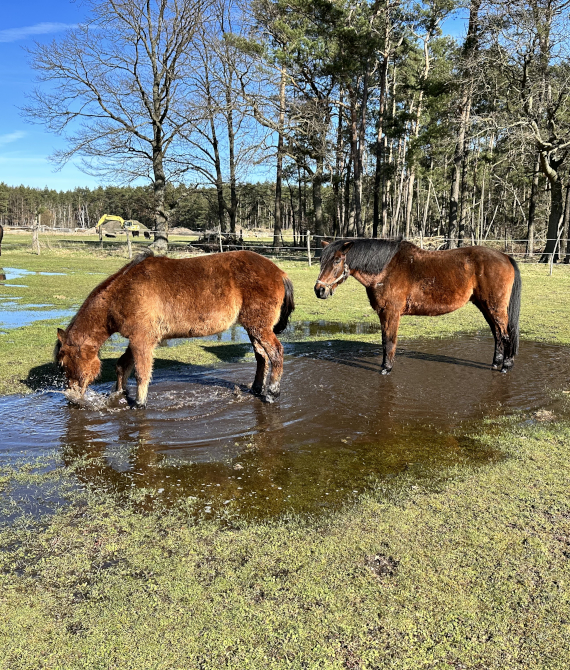 pferdehof-reiterhof-sachsen-landhof-belka-pferde